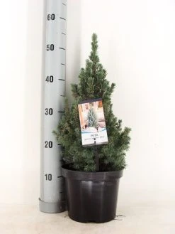 Blauwe Alberta Spar (Picea Glauca Sander's Blue) -Groene Wereld picea glauca sander s blue 30 40 c3 m