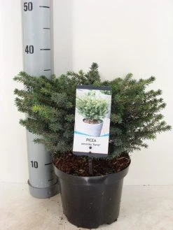 Servische Spar (Picea Omorika 'Karel') -Groene Wereld picea omorika karel winter c3 m