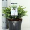 Servische Spar (Picea Omorika 'Karel') -Groene Wereld picea omorika karel zomer c3 m