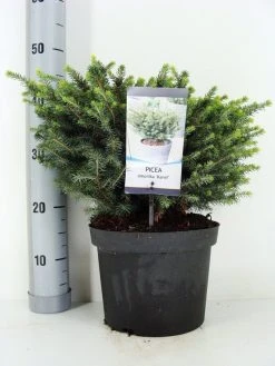 Servische Spar (Picea Omorika 'Karel') -Groene Wereld picea omorika karel zomer c5 m