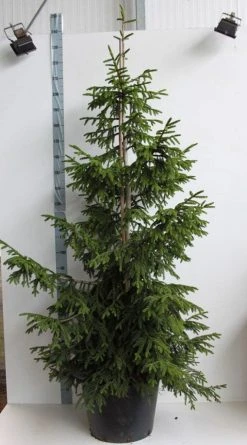Kaukasische Spar (Picea Orientalis 'Aureospicata') -Groene Wereld picea orientalis aureospicata 175 200 cm co. 45l kopie