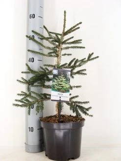 Kaukasische Spar (Picea Orientalis 'Aureospicata') -Groene Wereld picea orientalis aureospicata winter c3 m