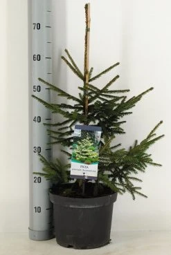 Kaukasische Spar (Picea Orientalis 'Aureospicata') -Groene Wereld picea orientalis aureospicata winter c5 m
