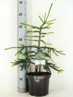 Kaukasische Spar (Picea Orientalis 'Aureospicata') -Groene Wereld picea orientalis aureospicata zomer c3 m