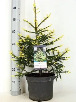 Kaukasische Spar (Picea Orientalis 'Aureospicata') -Groene Wereld picea orientalis aureospicata zomer c5 m
