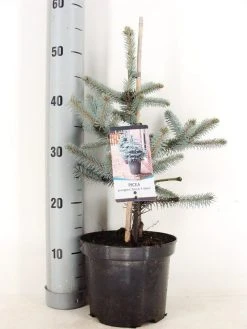 Noorse Blauwspar (Picea Pungens 'Erich Frahm')
