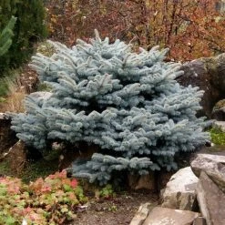 Colorado Spar (Picea Pungens 'Glauca Globosa') 14 Colorado Spar (Picea Pungens 'Glauca Globosa') -Groene Wereld picea pungens glauca globosa