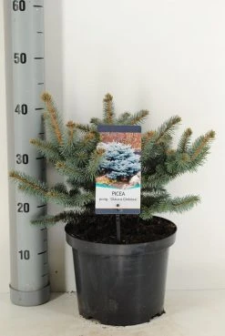 Colorado Spar (Picea Pungens 'Glauca Globosa') 13 Colorado Spar (Picea Pungens 'Glauca Globosa') -Groene Wereld picea pungens glauca globosa c5 m