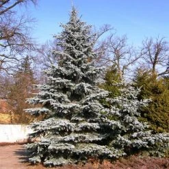 Spar (Picea Pungens 'Hoopsii') -Groene Wereld picea pungens hoopsii