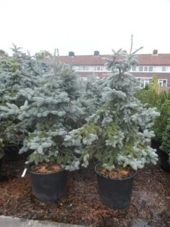 Spar (Picea Pungens 'Hoopsii') -Groene Wereld picea pungens hoopsii 125 150 175 200 aanlegkwaliteit