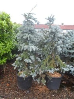 Spar (Picea Pungens 'Hoopsii') -Groene Wereld picea pungens hoopsii 125 150 175 200 aanlegkwaliteit 1