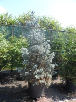 Spar (Picea Pungens 'Hoopsii') -Groene Wereld picea pungens hoopsii 175 200 250