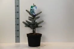 Spar (Picea Pungens 'Hoopsii') -Groene Wereld picea pungens hoopsii 30 40 cm c5