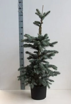 Spar (Picea Pungens 'Hoopsii') -Groene Wereld picea pungens hoopsii 60 80 cm co. 7.5l kopie kopie