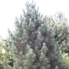 Alpenden (Pinus Cembra 'Glauca') -Groene Wereld picglauc 6