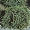 Dwergspar (Picea Glauca 'Echiniformis') -Groene Wereld pigechin 1