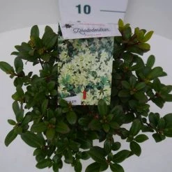 Dwergrhododendron (Rhododendron 'Princess- Anne') -Groene Wereld pincess ann c2 boven 2
