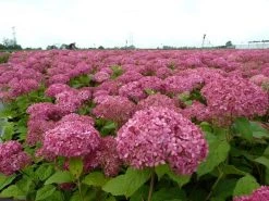 Hortensia (Hydrangea 'Pink Annabelle') -Groene Wereld pink annabelle 1