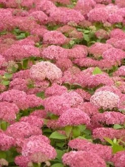 Hortensia (Hydrangea 'Pink Annabelle') -Groene Wereld pink annabelle 2