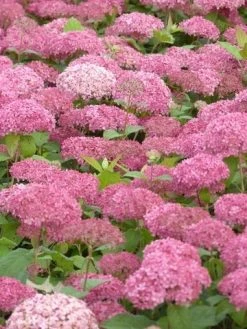 Hortensia (Hydrangea 'Pink Annabelle') -Groene Wereld pink annabelle 3