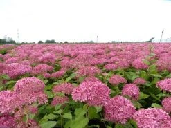 Hortensia (Hydrangea 'Pink Annabelle') -Groene Wereld pink annabelle 4