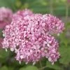 Hortensia (Hydrangea 'Pink Annabelle') 2 Hortensia (Hydrangea 'Pink Annabelle') -Groene Wereld pink annabelle 7