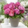 Hortensia Pink Pop (Hydrangea 'Music Collection') -Groene Wereld pink pop 2