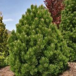 Bosnische Den (Pinus Heldreichii 'Compact Gem') -Groene Wereld pinus heldreichii compact gem