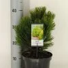 Bosnische Den (Pinus Heldreichii 'Compact Gem') -Groene Wereld pinus heldreichii compact gem c3 m