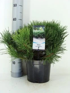 Bergden (Pinus Mugo Mughus) 20 Bergden (Pinus Mugo Mughus) -Groene Wereld pinus mugo mughus c3 m