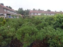 Bergden (Pinus Mugo Mughus) 17 Bergden (Pinus Mugo Mughus) -Groene Wereld pinus mugo mughus diameter 100 125 150 c130