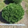 Bergden Als Bolvorm (Pinus Mugo 'Mugo') -Groene Wereld pinus mugo mugo 100 cm breed bol drkl 1