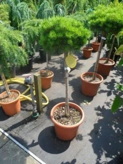 Den Op Stam (Pinus Nigra 'Brepo') -Groene Wereld pinus nigra brepo 60 80stam c20