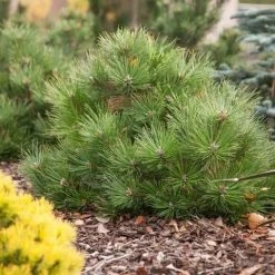 Oostenrijkse Den (Pinus Nigra 'Nana') -Groene Wereld pinus nigra nana