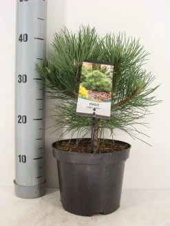 Oostenrijkse Den (Pinus Nigra 'Nana') -Groene Wereld pinus nigra nana c3 m