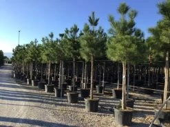 Oostenrijkse Den Als Boom (Pinus Nigra Nigra) -Groene Wereld pinus nigra nigra 16 18cm