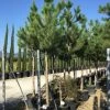 Oostenrijkse Den Als Boom (Pinus Nigra Nigra) -Groene Wereld pinus nigra nigra 1618
