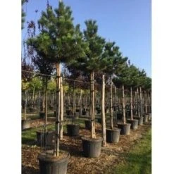 Oostenrijkse Den Als Boom (Pinus Nigra Nigra) -Groene Wereld pinus nigra nigra 18 20