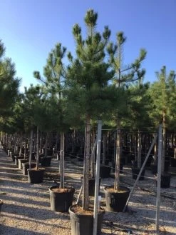 Oostenrijkse Den Als Boom (Pinus Nigra Nigra) -Groene Wereld pinus nigra nigra 18 20 1