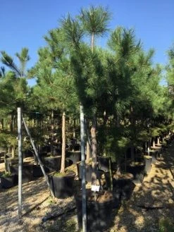 Oostenrijkse Den Als Boom (Pinus Nigra Nigra) -Groene Wereld pinus nigra nigra 1820