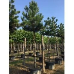 Oostenrijkse Den Als Boom (Pinus Nigra Nigra) -Groene Wereld pinus nigra nigra 20 25