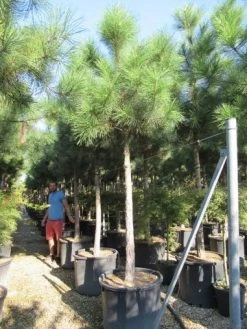 Oostenrijkse Den Als Boom (Pinus Nigra Nigra) -Groene Wereld pinus nigra nigra 20 25 2