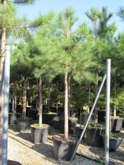 Oostenrijkse Den Als Boom (Pinus Nigra Nigra) -Groene Wereld pinus nigra nigra 20 25 4