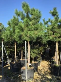 Oostenrijkse Den Als Boom (Pinus Nigra Nigra) -Groene Wereld pinus nigra nigra 2025