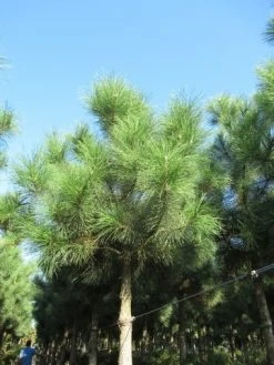 Oostenrijkse Den Als Boom (Pinus Nigra Nigra) -Groene Wereld pinus nigra nigra 2
