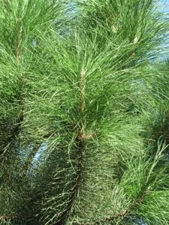 Oostenrijkse Den Als Boom (Pinus Nigra Nigra) -Groene Wereld pinus nigra nigra 3