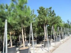 Oostenrijkse Den Als Boom (Pinus Nigra Nigra) -Groene Wereld pinus nigra nigra 4