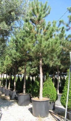 Oostenrijkse Den Als Boom (Pinus Nigra Nigra) -Groene Wereld pinus nigra nigra 5