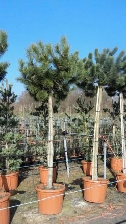 Oostenrijkse Den Als Boom (Pinus Nigra Nigra) -Groene Wereld pinus nigra nigra stamboom 250 300