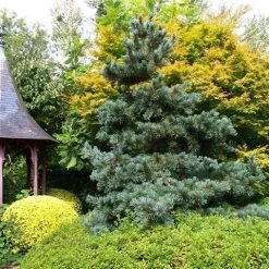 Blauwe Japanse Den (Pinus Parviflora 'Glauca') 12 Blauwe Japanse Den (Pinus Parviflora 'Glauca') -Groene Wereld pinus parviflora glauca